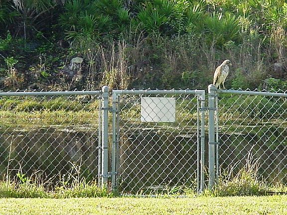 Falcon by canal in back yard