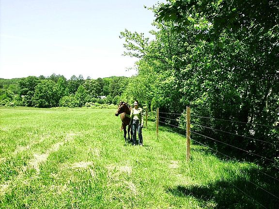 lush pastures fenced