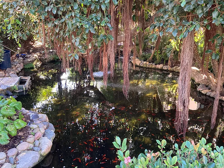 Koi & Turtle Area - River and Pond