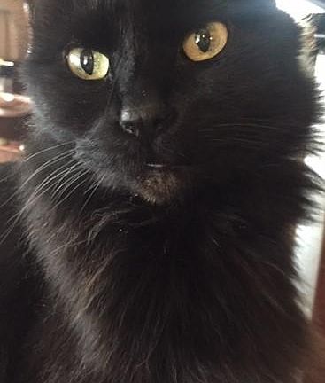 cat friendly