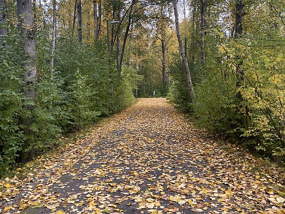 autumn leaves on the Chester Creek multi-use trail, less than 200' from your front door.