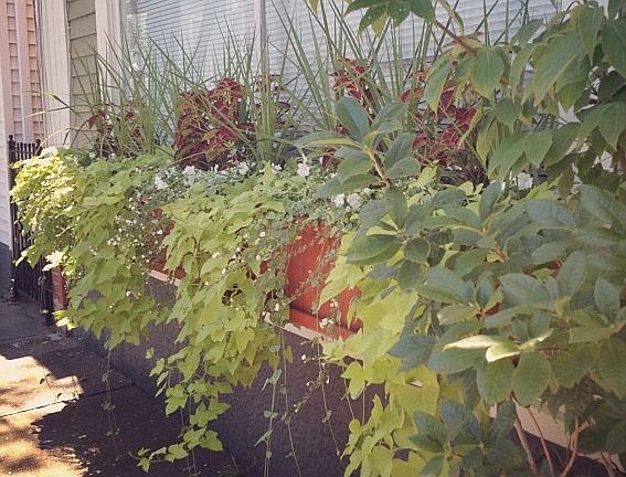 Flower box in front of the large window