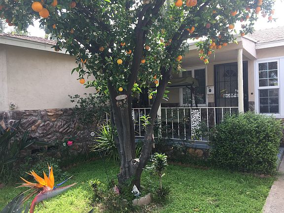 Oranges & birds of paradise 