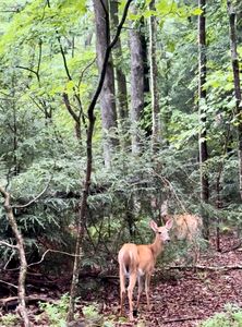 LOT 108 Cottonwood Dr, Jim Thorpe, PA, 18229