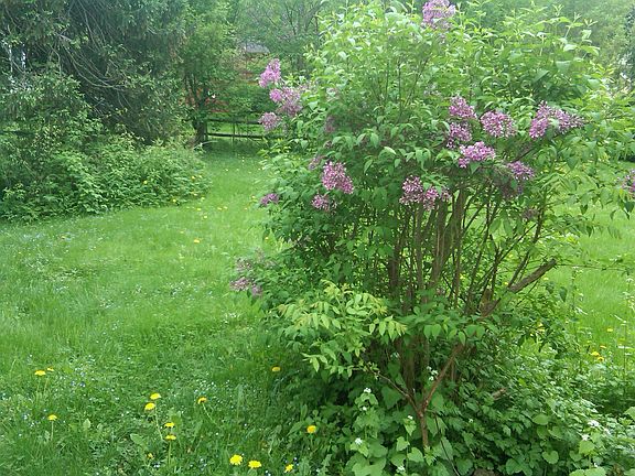 Back yard, taken from drive