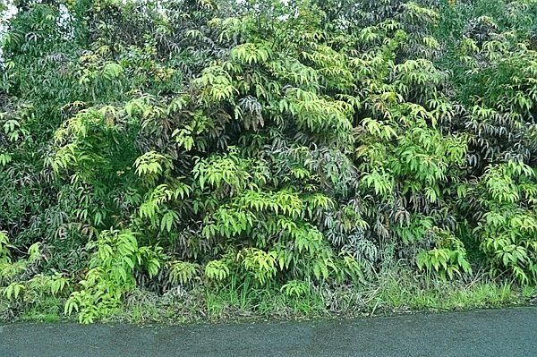 1st image of Kanilehua Pl Lot 2093