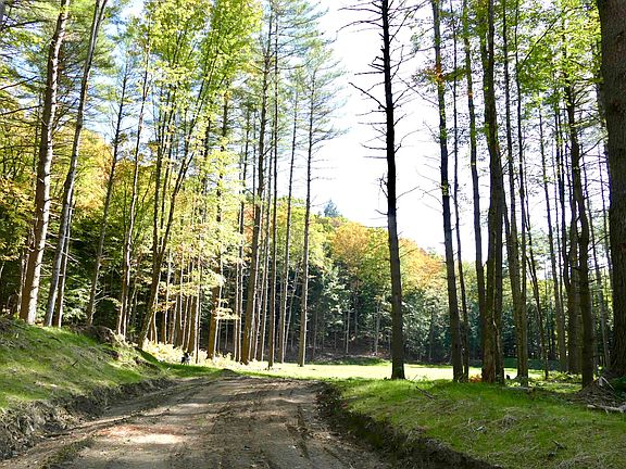 drive entrance to house site