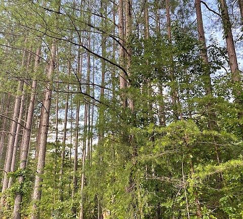 5th image of 822 Myers Cove Rd Lot 2