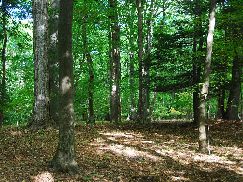 1st image of LOT 39 Beech Dr