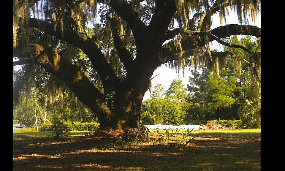 Grand Live Oak
