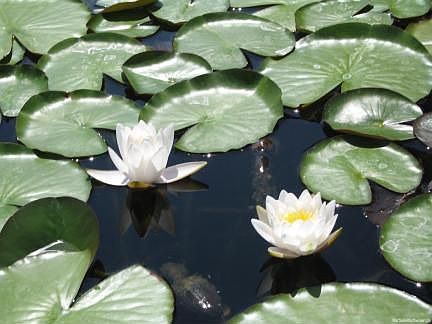 Koi Pond : Large Koi pond in front yard, water lilies, skimmer filter (low maintenance)