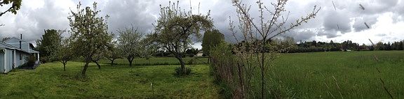 Back yard, field, orchard