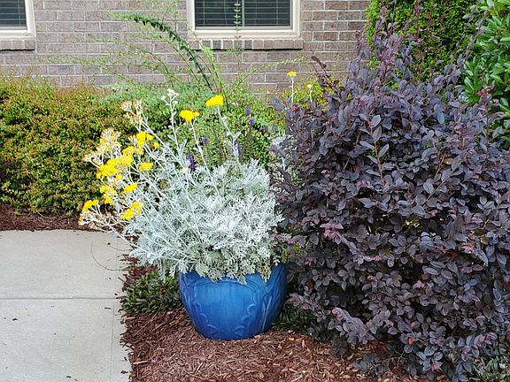 maintained landscaping