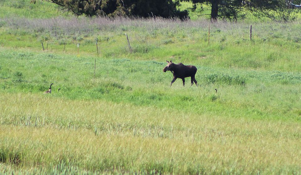 moose walking in wetland