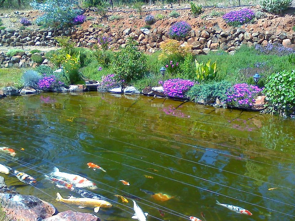 Huge Koi Pond