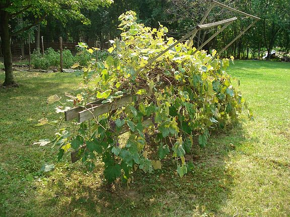 Grape Vines