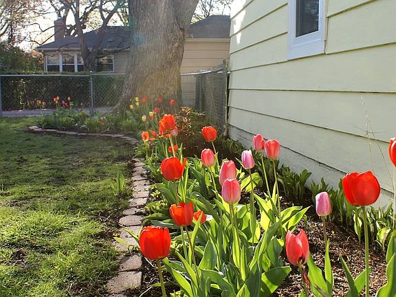 Blooming tulips in the back