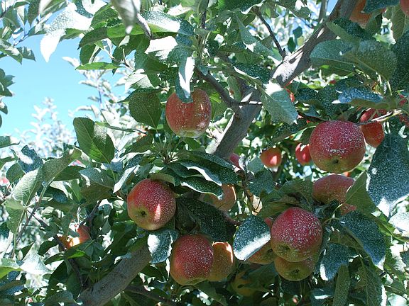 Organic Gala Preharvest