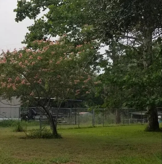 large shaded yard mature trees