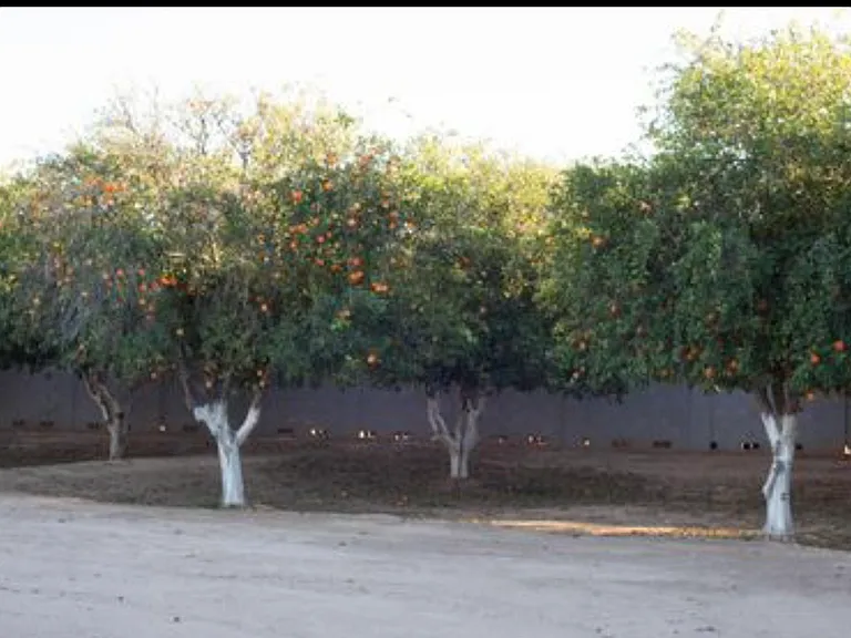Lots of citrus trees, all around the property!