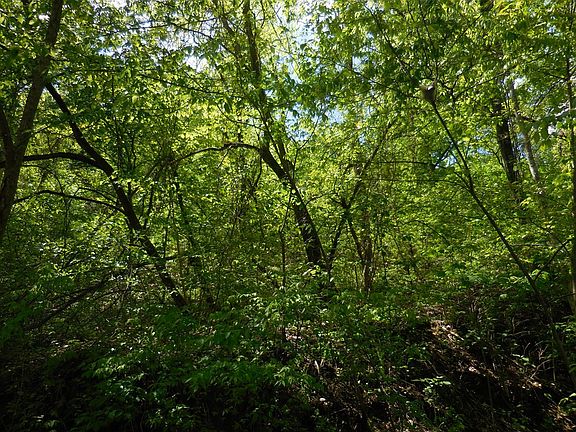 3rd image of LOT 11 Lonesome Pine Way