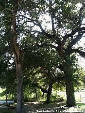 5th image of 119 Shady Oaks Dr