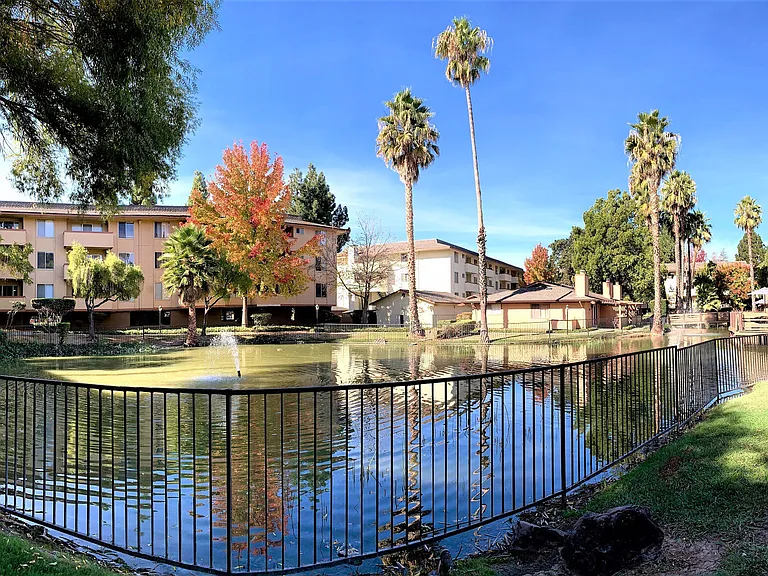 Palm Lake — Photo 5