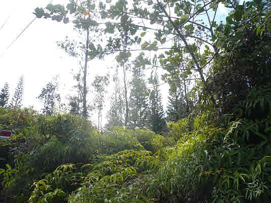 4th image of 5th Ave Lot 2359