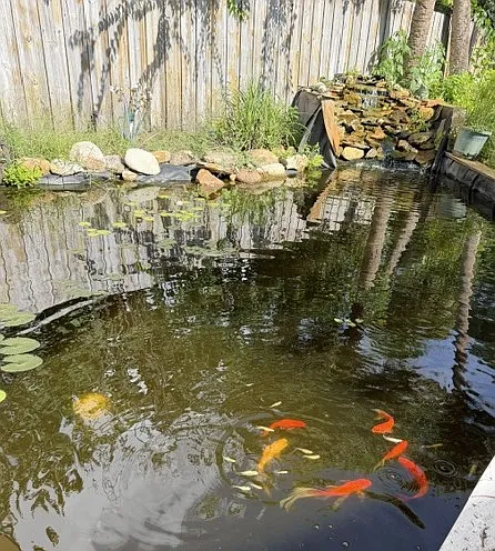 Pond by waterfall is about knee deep. Where fish are swimming in the photo is about hip level.