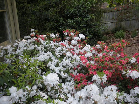 Flowers by back deck