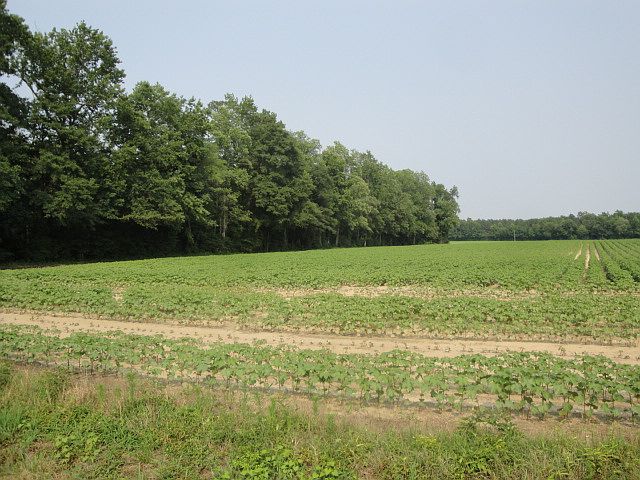 1st image of 3.89 Acres Kingsale Road