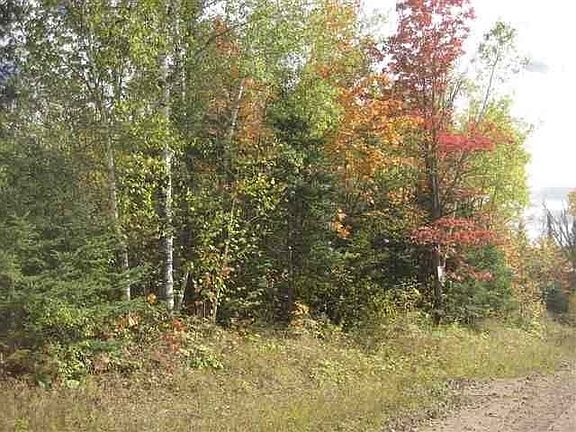 Trees Along Road
