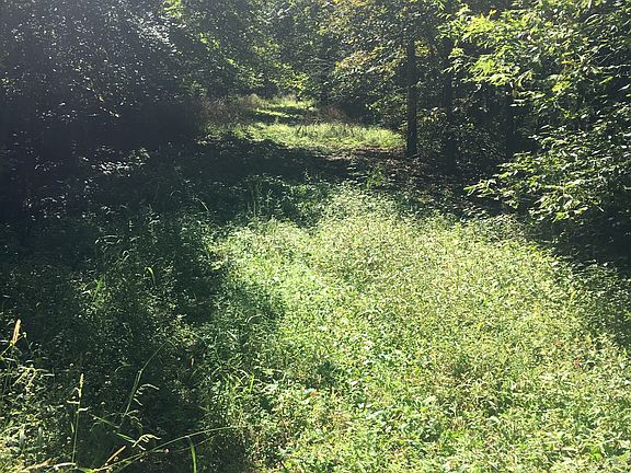 mowed trail in woods 