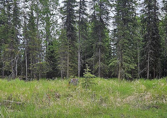 back yard