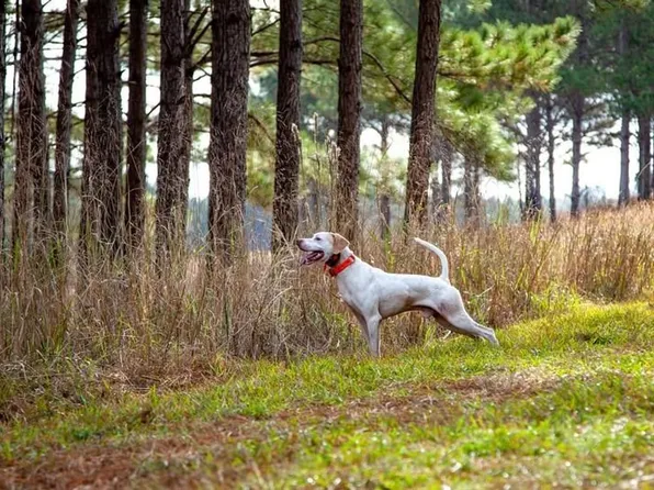 Buddy Boy Rd, Fort Davis, AL 36031