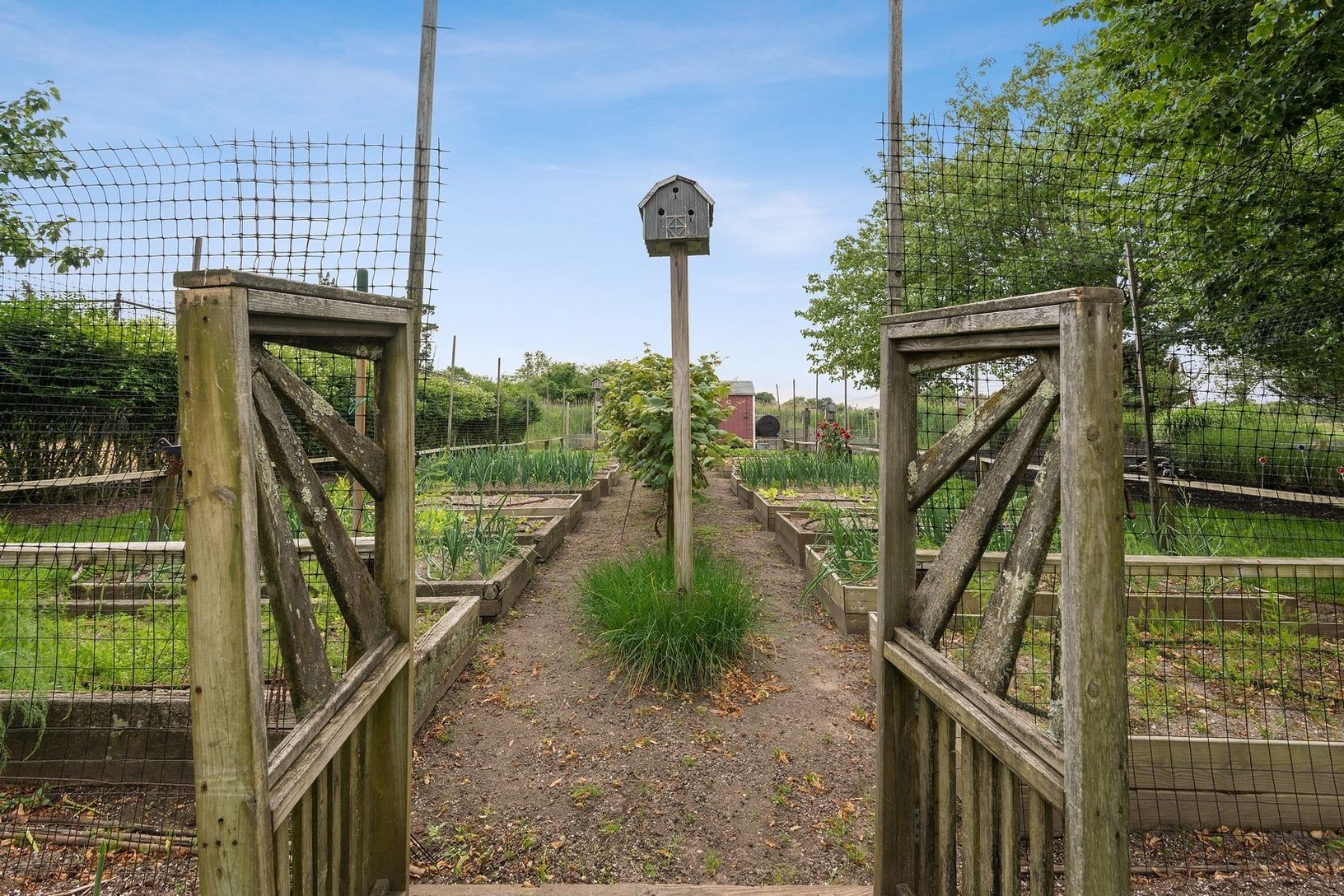  Vegetable Garden at #56