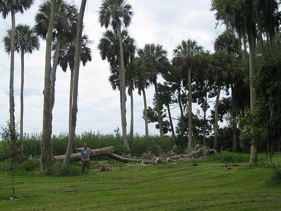 a few of many palm trees
