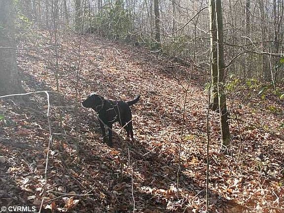 STROLL THROUGH THE WOODS