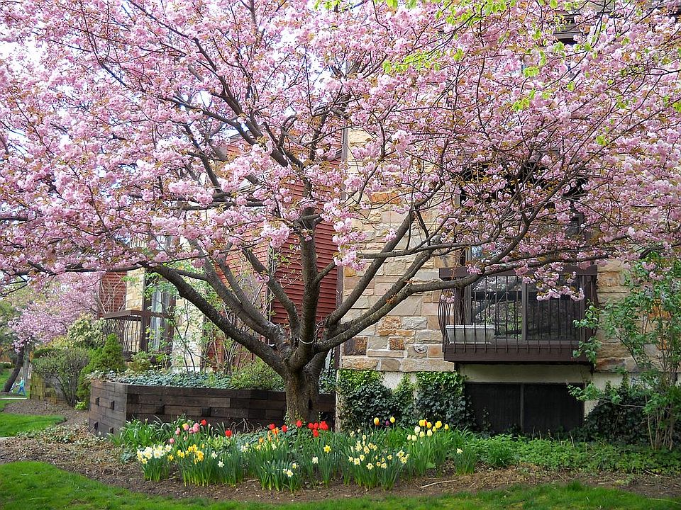 Cherry tree in bloom