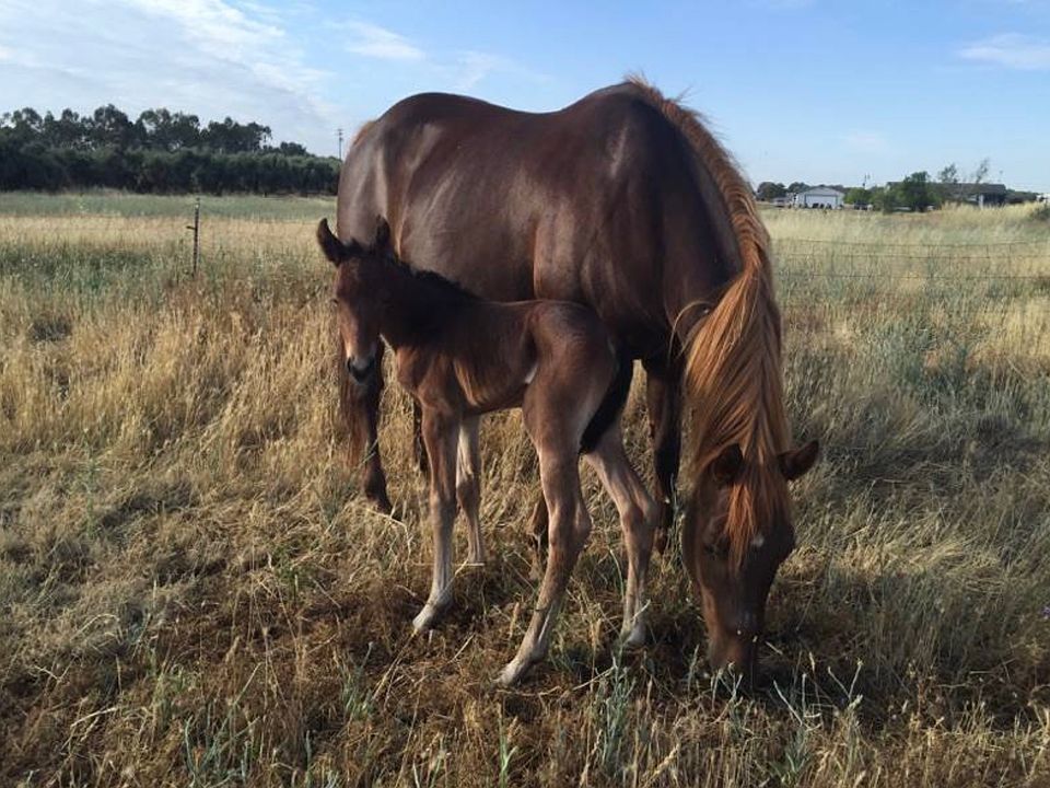 Amazing horse property