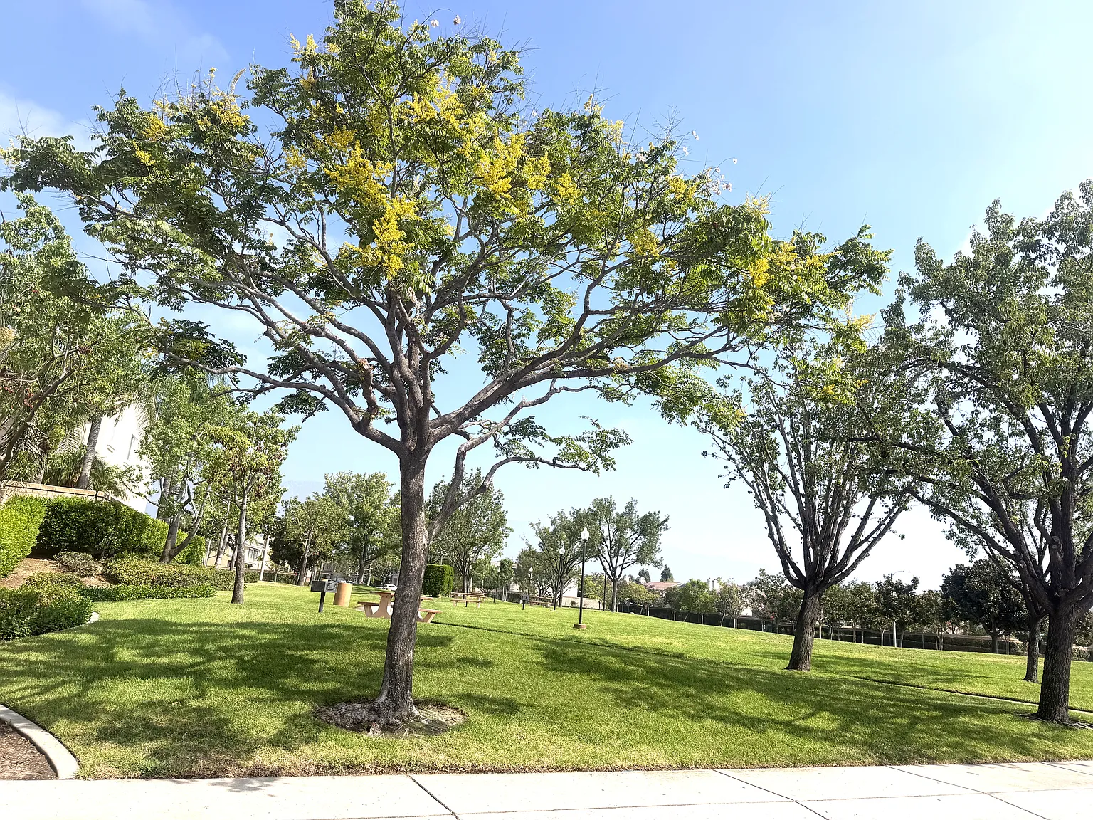 3 bed, 2.5 bath, 2255 sqft, $3,500 — Photo 3