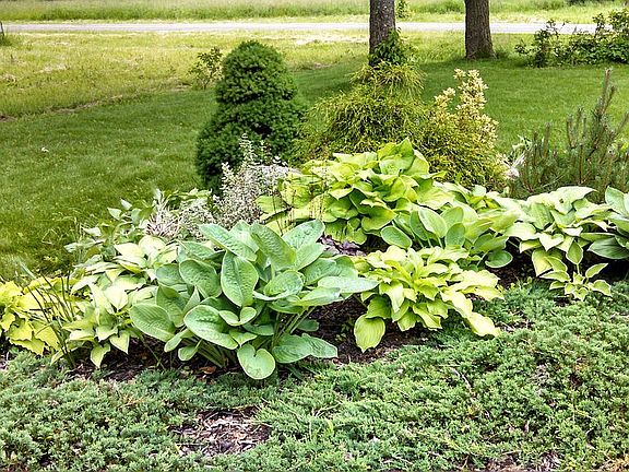 Hosta and evergreen bed