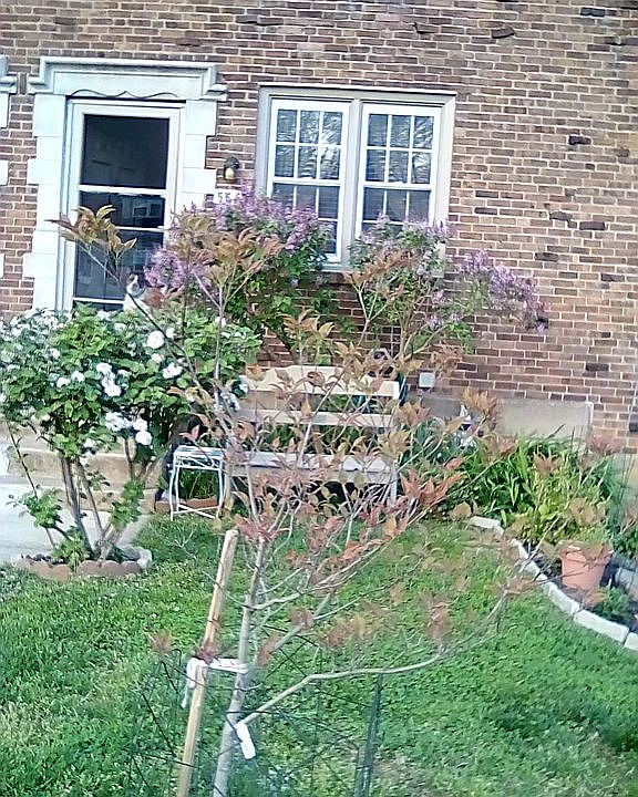 Front garden