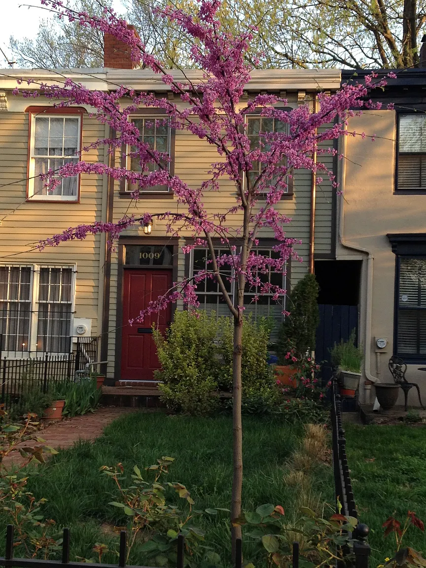 1009 S Carolina Ave SE photo 1