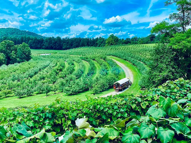 11 Minutes to Jeter Mountain Farms
Grape Picking
Apple Picking
Blueberry Picking
Pumpkin Picking
Home Made Cider & Local BBQ AND MORE!