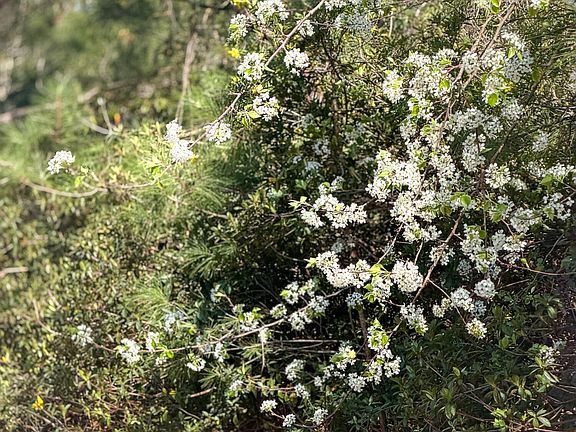 4th image of LOT 14 Brickyard Rd