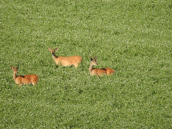 Deer up the hill