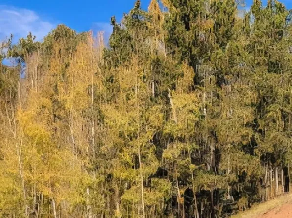 864 Wellington Dr, Cripple Creek, CO 80813