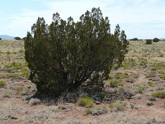 4th image of Ccr Chevlon Canyon Ranch Lot 455 Unit 3
