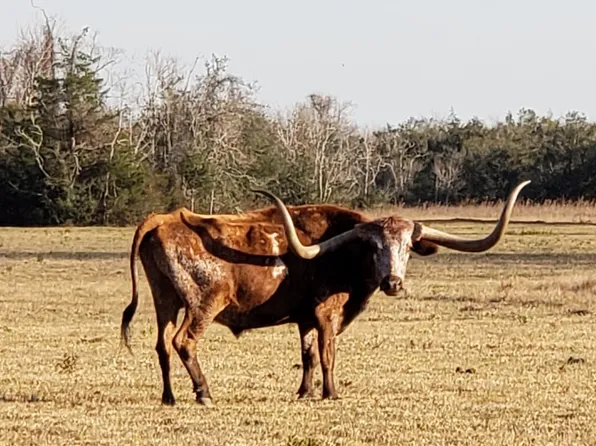 8500 Fm 2004, Hitchcock, TX 77563